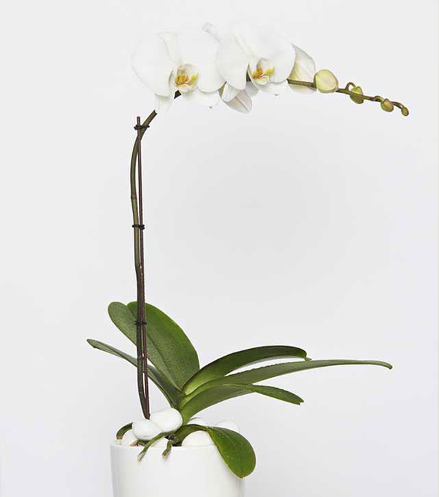 Orchid